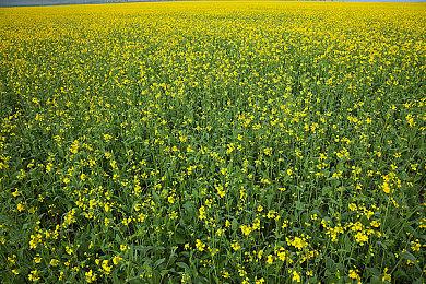 《忍者龙剑传：Ragebound》第二名可操作角色公开 系列经典反派势力九守!